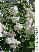 Дейция шершавая (Deutzia scabra), или звёздчатая (Deutzia scabra) Стоковое фото, фотограф lana1501 / Фотобанк Лори