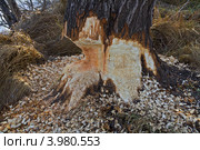 Ствол ветлы, подточенный бобром. Стоковое фото, фотограф Анатолий Ефимов / Фотобанк Лори