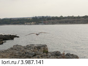 Взлетевшая чайка (2012 год). Стоковое фото, фотограф Юрий Хабаров / Фотобанк Лори