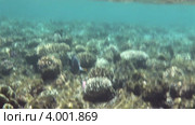 Подводный мир Красного моря (Акабский залив). Район Sharks Bay (Шарм Эль Шейх). Египет. (2012 год). Стоковое видео, видеограф Юлия Машкова / Фотобанк Лори