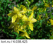 Зверобой обыкновенный, или продырявленный (Hypericum perforatum) Стоковое фото, фотограф lana1501 / Фотобанк Лори