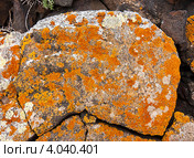 Лишайник на вулканической породе. Лансароте. Канарские острова. Стоковое фото, фотограф Сергей Якуничев / Фотобанк Лори