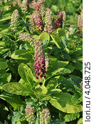 Фитолакка американская (лат. Phytolacca americana L.) Стоковое фото, фотограф lana1501 / Фотобанк Лори