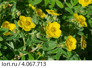 Курильский чай кустарниковый (Pentaphylloides fruticosa) Стоковое фото, фотограф Елена Коромыслова / Фотобанк Лори