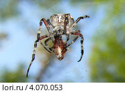 Паук-крестовик (araneus diadematus) Стоковое фото, фотограф Алина Сысоева / Фотобанк Лори