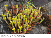 Очиток едкий Sedum acre L. Стоковое фото, фотограф Анна Омельченко / Фотобанк Лори
