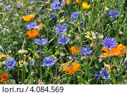 Василёк синий (лат. Centaurea cyanus), ноготки (лат. Calendula officinalis) Стоковое фото, фотограф lana1501 / Фотобанк Лори
