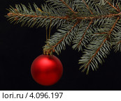 Новогодний красный шар на ветке ели. изолировано на черном. Стоковое фото, фотограф Виталий Гулай / Фотобанк Лори
