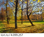 Осенняя палитра. Стоковое фото, фотограф Самойлова Екатерина / Фотобанк Лори