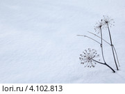 Сухая трава на снегу. Стоковое фото, фотограф Виталий Веревкин / Фотобанк Лори