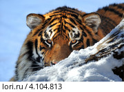 Портрет амурского тигра на снегу. Стоковое фото, фотограф Эдуард Кислинский / Фотобанк Лори