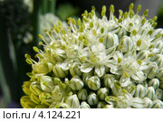 Лук-батун (Allium fistulosum) Стоковое фото, фотограф Алина Сысоева / Фотобанк Лори