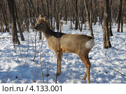 Косуля сибирская (Capreolus pigargus) Стоковое фото, фотограф syngach / Фотобанк Лори
