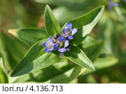 Горечавка крестообразная цветет (Gentiana cruciata). Малая ГРИП. Стоковое фото, фотограф Щеголева Ольга / Фотобанк Лори