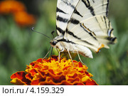 Махаон (Papilio machaon) Стоковое фото, фотограф Красилов Игорь / Фотобанк Лори