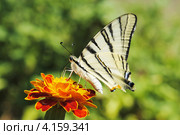 Махаон (Papilio machaon) Стоковое фото, фотограф Красилов Игорь / Фотобанк Лори