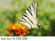 Махаон (Papilio machaon) Стоковое фото, фотограф Красилов Игорь / Фотобанк Лори