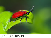 Лилейная трещалка (Lilioceris lilii) Стоковое фото, фотограф Елена Коромыслова / Фотобанк Лори