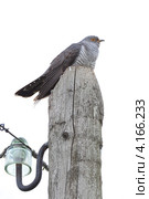 Кукушка обыкновенная на белом фоне, Cuculus canorus, Common Cuckoo. Стоковое фото, фотограф Василий Вишневский / Фотобанк Лори