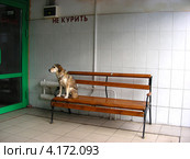 Собака сидит на лавочке, ждет хозяина из магазина. Стоковое фото, фотограф lana1501 / Фотобанк Лори