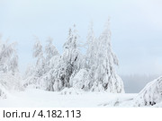 Ели в снегу на берегу озера. Стоковое фото, фотограф Кекяляйнен Андрей / Фотобанк Лори