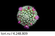 Розовая маммиллярия (Mammillaria bocasana) Стоковое видео, видеограф Артем Поваров / Фотобанк Лори