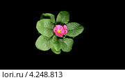 Расцветающая примула (Primula vulgaris) Стоковое видео, видеограф Артем Поваров / Фотобанк Лори