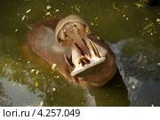 Бегемот разинул рот в зоопарке Khao Kheow Open Zoo, Таиланд (2013 год). Стоковое фото, фотограф Natalia Sidorova / Фотобанк Лори