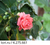 Бальзамин комнатный розовый (impatiens) Стоковое фото, фотограф Светлана Ильева (Иванова) / Фотобанк Лори