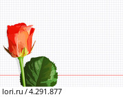 Роза на тетрадном листе, база для открытки, векторная иллюстрация. Стоковая иллюстрация, иллюстратор Сергей Савченко / Фотобанк Лори