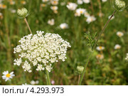 Цветение дикой моркови (Daucus carota L.) Стоковое фото, фотограф Щеголева Ольга / Фотобанк Лори