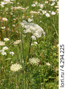 Дикая морковь. Общий вид цветущего растения (Daucus carota L.) Стоковое фото, фотограф Щеголева Ольга / Фотобанк Лори