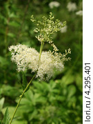 Лабазник вязолистный (таволга). Цветущее растение (Filipendula ulmaria) Стоковое фото, фотограф Щеголева Ольга / Фотобанк Лори