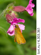 Бабочка - толстоголовка тире (Thymelicus lineola) сидит на цветке. Стоковое фото, фотограф Елена Коромыслова / Фотобанк Лори