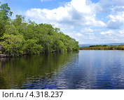 Тропический мангровый лес. Блэк-Ривер (Black River), округ Сент-Элизабет, Графство Корнуолл, Ямайка (2011 год). Стоковое фото, фотограф Куликов Константин / Фотобанк Лори