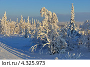 Зимний лес в инее. Стоковое фото, фотограф MerSavets / Фотобанк Лори
