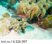 Зеленая морская черепаха отдыхает под кораллом. Стоковое фото, фотограф Сергей Дубров / Фотобанк Лори