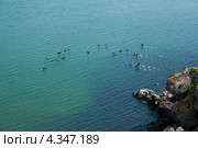 Птицы над морем. Чёрные бакланы. Стоковое фото, фотограф Антонина Ращинская / Фотобанк Лори