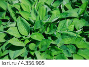 Хоста (Hosta), или Функия (Funkia) Стоковое фото, фотограф Алёшина Оксана / Фотобанк Лори