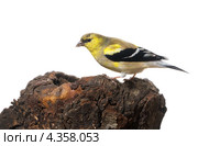 Самец Американского чижа (Carduelis tristis) в зимнем наряде. Стоковое фото, фотограф Ирина Кожемякина / Фотобанк Лори