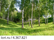 Берёзовая роща. Стоковое фото, фотограф kraser / Фотобанк Лори