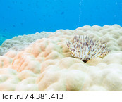 Червь Sabellastarte indica на коралле. Стоковое фото, фотограф Сергей Дубров / Фотобанк Лори