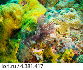 Червь Sabellastarte indica на коралловом дне. Стоковое фото, фотограф Сергей Дубров / Фотобанк Лори