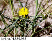 Василек пленочный/мембранный – Сentaurea hyalolepis - семейство астровые (Asteraceae) Стоковое фото, фотограф Irina Opachevsky / Фотобанк Лори
