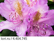 Цветы рододендрона ,крупный план. Стоковое фото, фотограф Антонина Ращинская / Фотобанк Лори