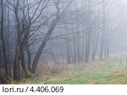 Поздняя осень. Туман. Стоковое фото, фотограф Антонина Ращинская / Фотобанк Лори