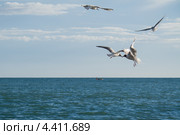 Чайки кормят друг друга. Стоковое фото, фотограф Виль Равилов / Фотобанк Лори