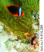Томатный клоун или амфиприон красный (Amphiprion frenatus, tomato clownfish) плавает рядом с актинией. Стоковое фото, фотограф Сергей Дубров / Фотобанк Лори