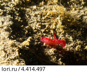 Филинопсис пилсбруи (Philinopsis pilsbryi, Pilsbryi's philinopsis) Стоковое фото, фотограф Сергей Дубров / Фотобанк Лори