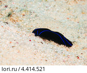 Брюхоногий моллюск синеполосая хелидонура (Chelidonura varians, Blue velvet headshield slug) Стоковое фото, фотограф Сергей Дубров / Фотобанк Лори